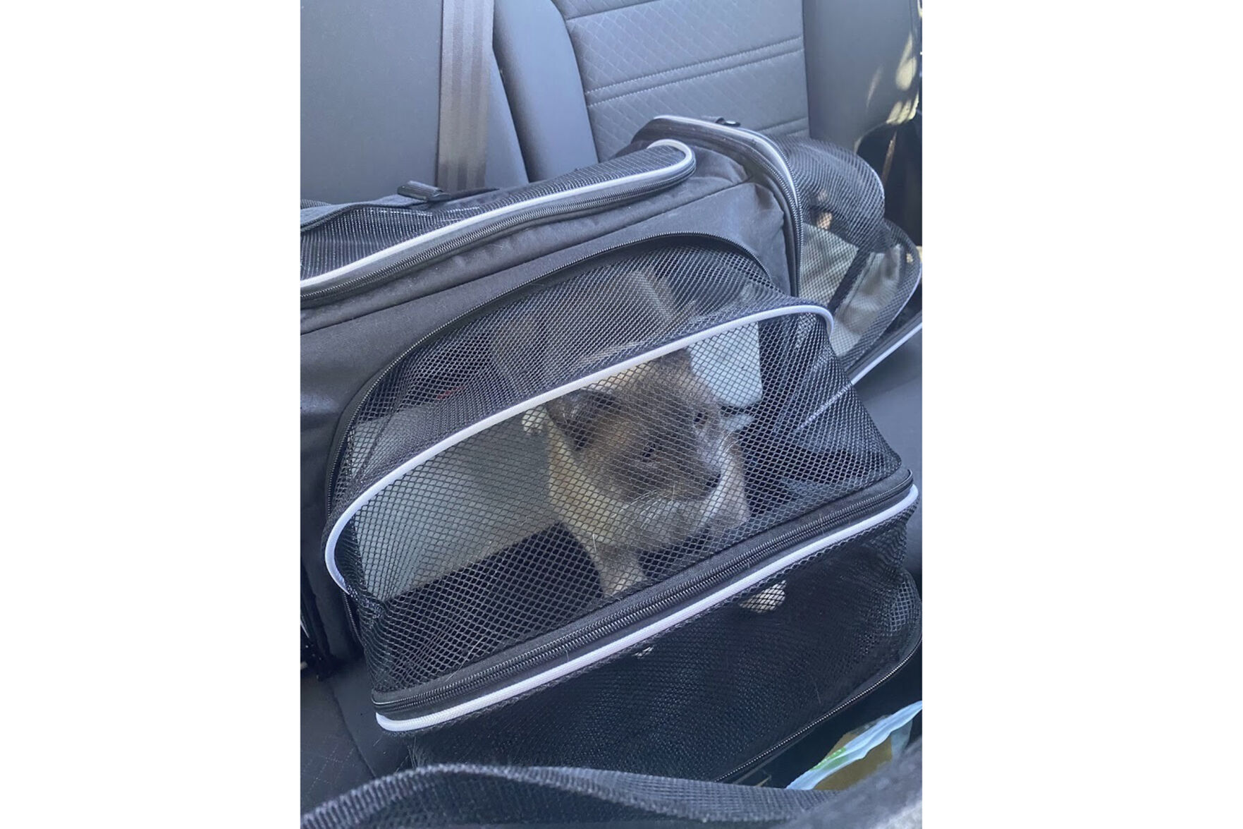 California Traveling Cat